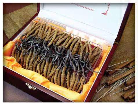 东阁镇冬虫夏草回收